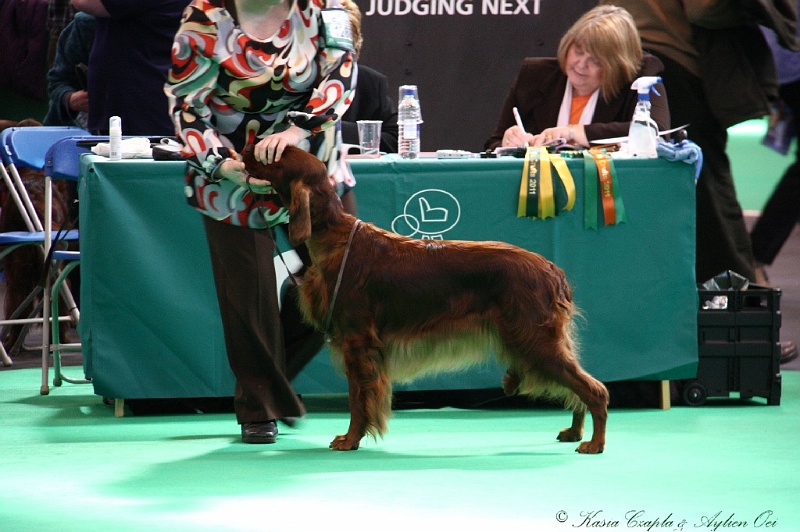 Crufts2011 508.jpg